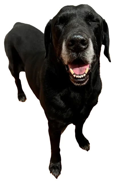 Cabezón, el labrador jefe de buena onda