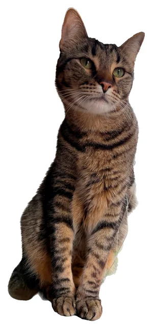 Messi, el gato director creativo de TRATO